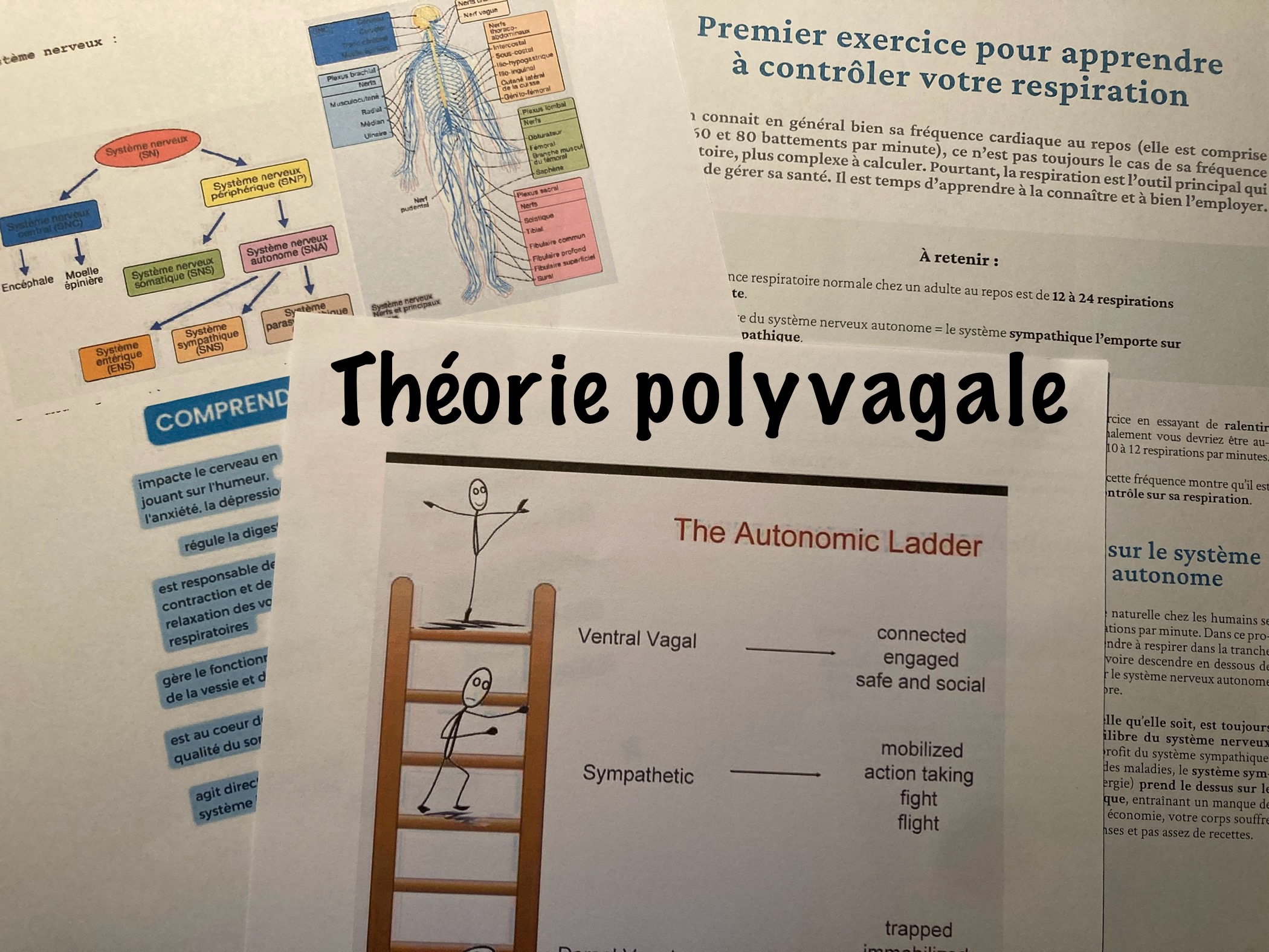 La théorie polyvagale